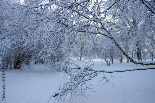 snow covered trees in winter © Edite