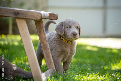 Portrait of a long-haired Weimaraner puppy with its gray fur and bright blue eyes on a green meadow. Pedigree long haired Weimaraner puppies.