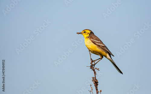 The citrine wagtail (Motacilla citreola) is a small songbird in the family Motacillidae. 
