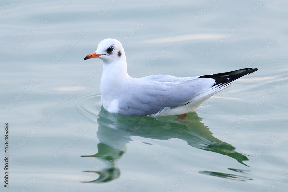 Black-headed gull (Chroicocephalus ridibundus) on the lake in winter plumage