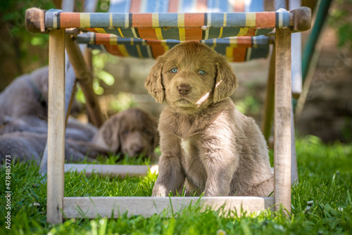 Portrait of a long-haired Weimaraner puppy with its gray fur and bright blue eyes on a green meadow. Pedigree long haired Weimaraner puppies.