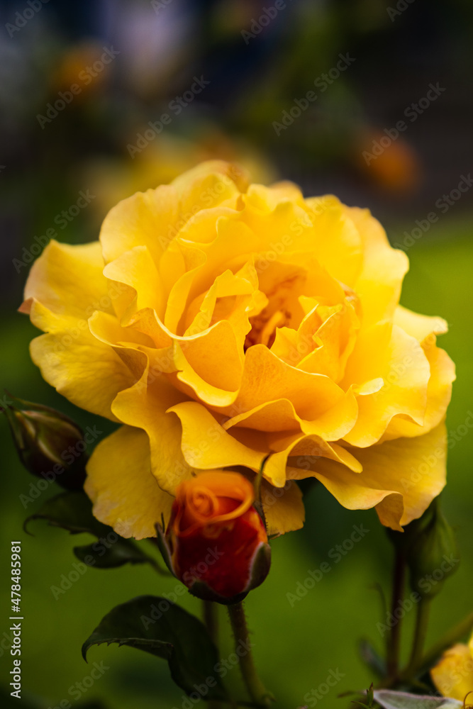 Yellow Rose displayed on a green background with free space on top. Yellow Rose displayed on a green background with free space on top.