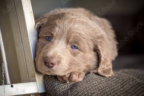 Portrait of a long-haired Weimaraner puppy with its gray fur and bright blue eyes. Pedigree long haired Weimaraner puppies.