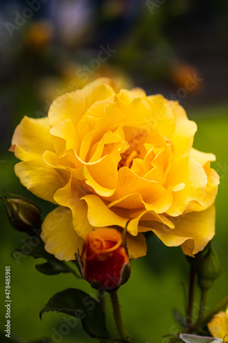 Yellow Rose displayed on a green background with free space on top.