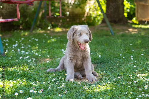 Portrait of long haired Weimaraner puppy sitting and yawning in green meadow. The little dog has gray fur and bright blue eyes. Pedigree long haired Weimaraner puppies.