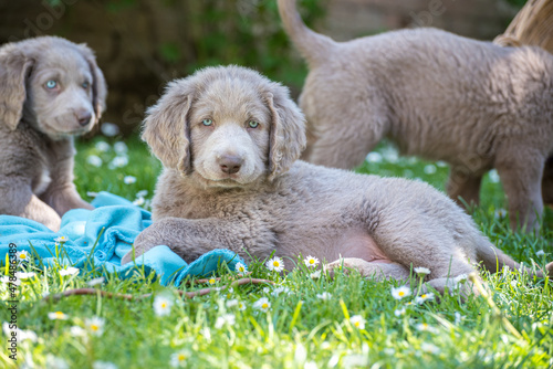 Portrait of a long haired Weimaraner puppy lying in the green meadow. The little dog has gray fur, wavy fur on its ears, and bright blue eyes. Pedigree long haired Weimaraner puppies.