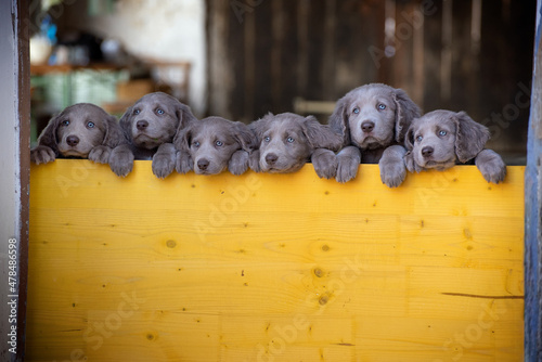 Six long-haired Weimaraner puppies stand up side by side with their paws on two legs and look over a yellow wooden barrier. The small dogs have gray fur, wavy fur on the ears and bright blue eyes.