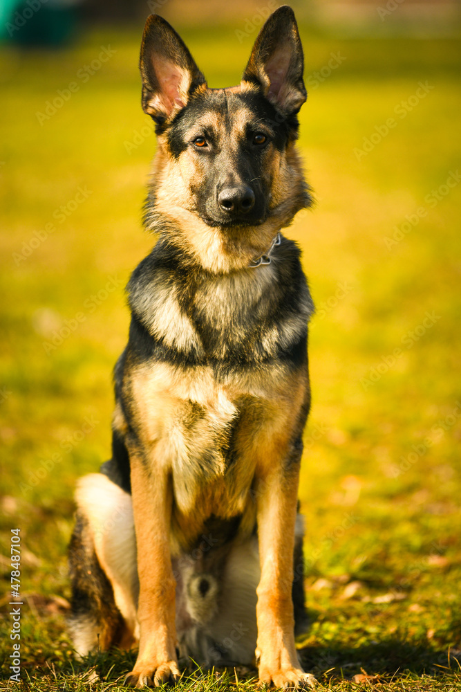 Shepard dog. Portrait of this beautiful dog breed posing for camera. Pet photography.