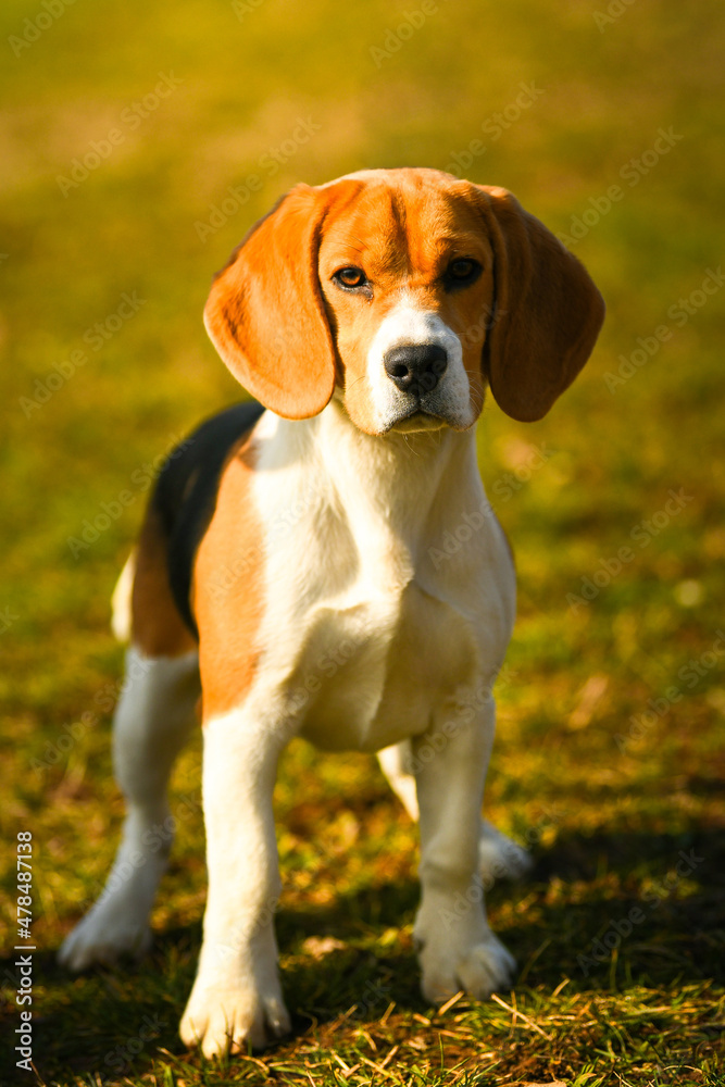 Beagle dog. Portrait of this beautiful dog breed posing for camera. Pet photography.