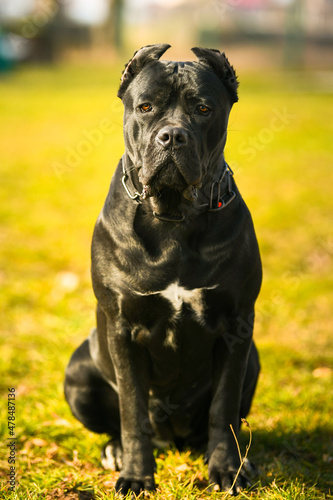 Staffordshire Bull Terrier dog. Portrait of this beautiful dog breed posing for camera. Pet photography.