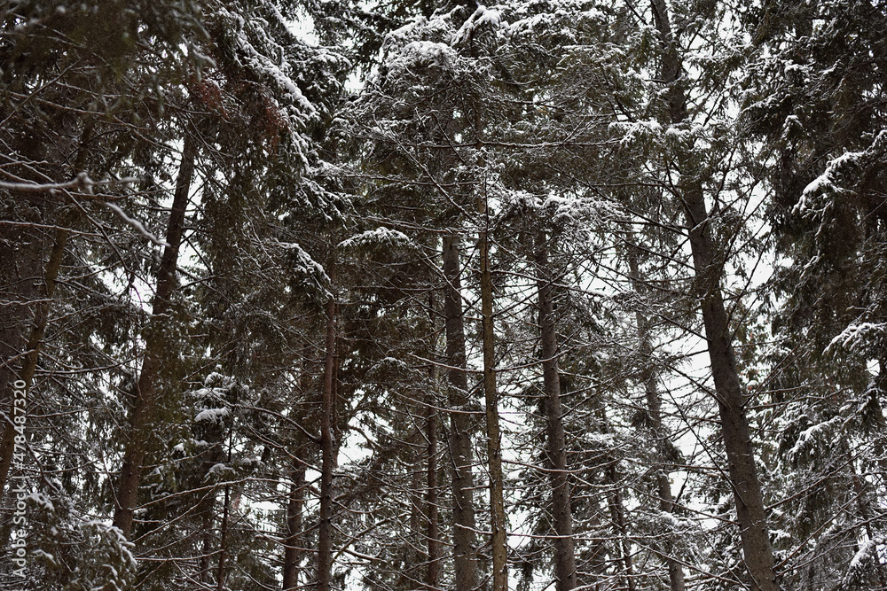 Fototapeta premium Park Mon Repos or Monrepos in a snowy forest in Vyborg in winter