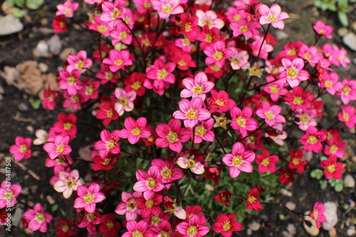 Rich red and pink flowers. Saxifraga x arendsii Marto Rose an evergreen perennial alpine garden plant