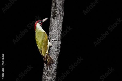 European green woodpecker (Picus viridis) on tree stump isolated on black background