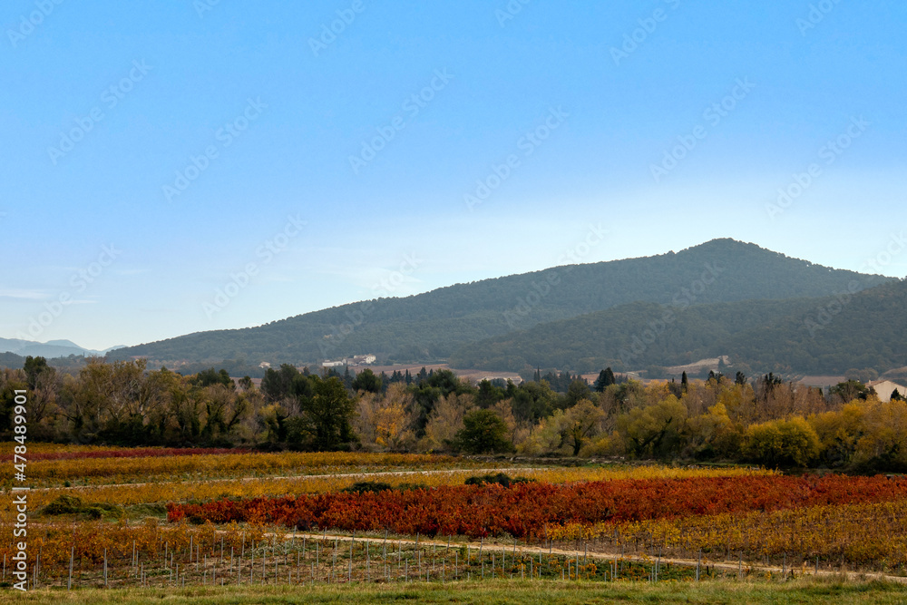 vineyard landscape, rural landscape	
