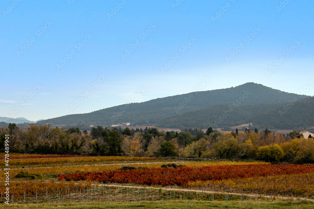 vineyard landscape, rural landscape vineyard landscape, rural landscape