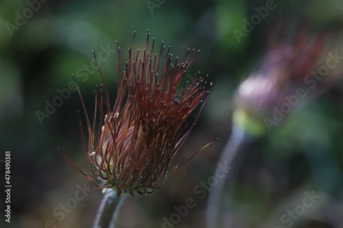 anemones sauvages photo