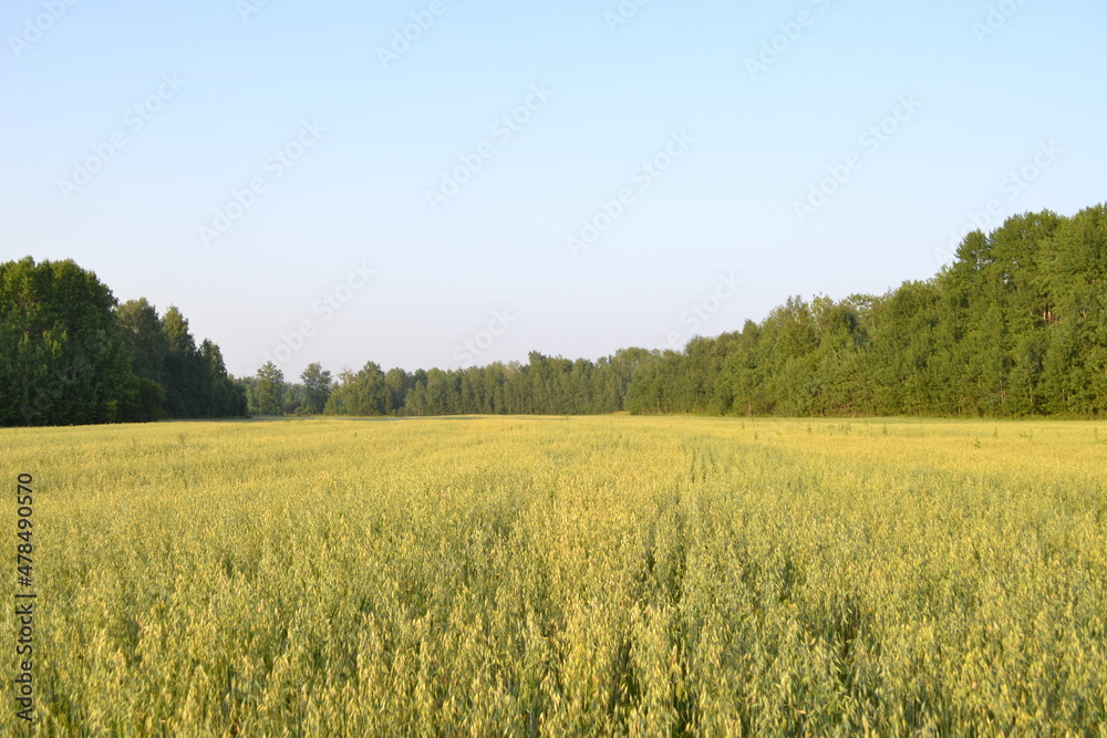 nature clouds grass field siberia beauty summer nature clouds grass field siberia beauty summer