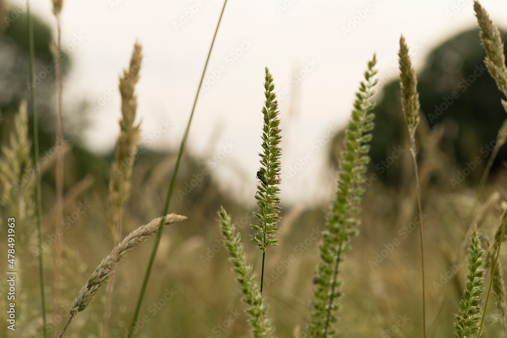 Wild grass in the forest at sunset. Macro image, shallow depth of field. Abstract summer nature background. Wild grass in the forest at sunset. Macro image, shallow depth of field. Abstract summer nature background.