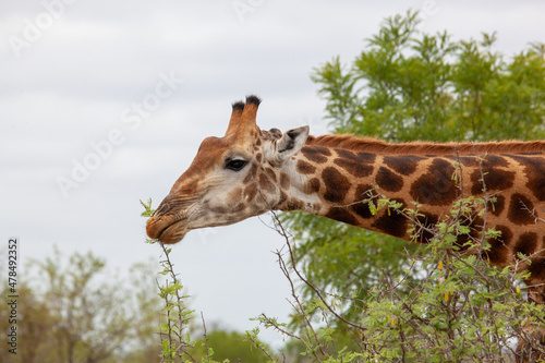 Fototapeta Naklejka Na Ścianę i Meble -  Giraffe eating