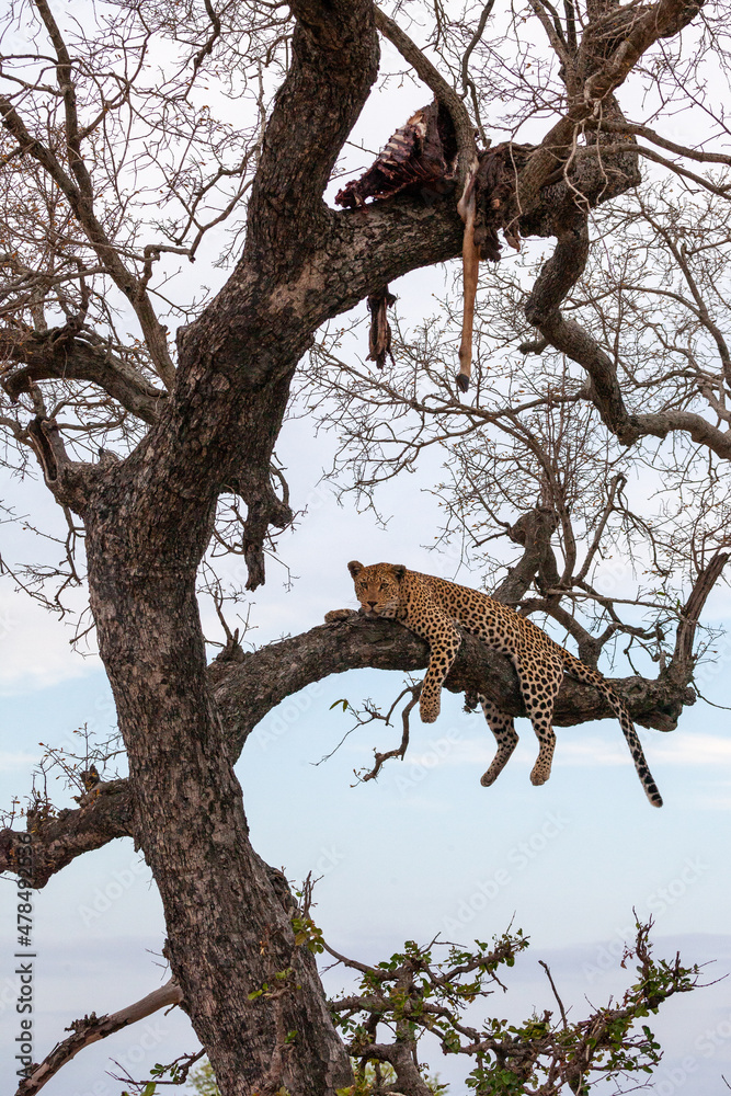Obraz premium Leopard in a tree