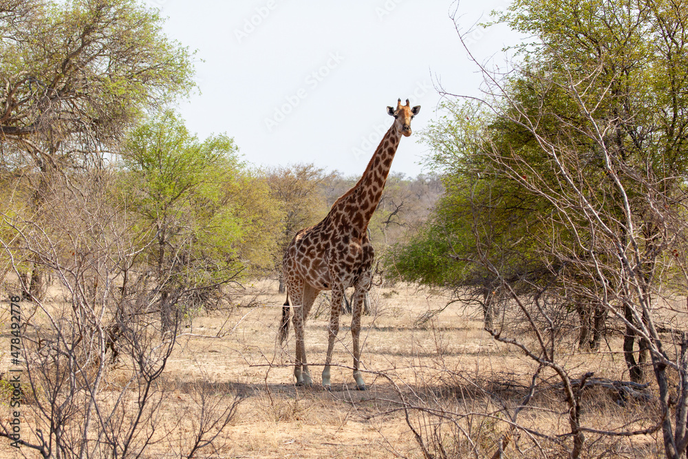 Obraz premium Giraffe standing and full body