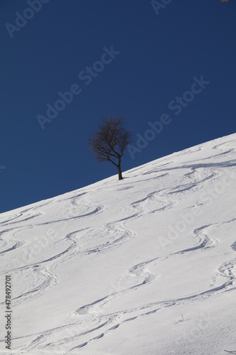 inverno, alberi, stagione, neve, cielo, val d Intelvi, monte crocione, betulla, montagna, sci, fuori pista, natura, panorami innevati, bianco. photo