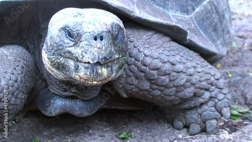 Giant Old Endemic Tortoise Huge Aldabra Walking Towards Camera Through Foliage in the North Seymour Darwin Galapagos Islands in Search for food. Wildlife of the Pacific Ocean. photo