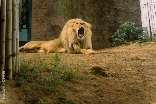 Leon opening his mouth lying down