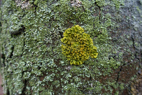 Bark of tree covered with mint green and lime yellow lichens