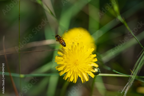Honey bee (Apis mellifera) flying above a bright yellow flower