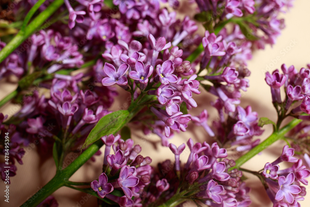 Beautiful branch lilac on a beige background for a postcard or a spring sale. Beautiful branch lilac on a beige background for a postcard or a spring sale.