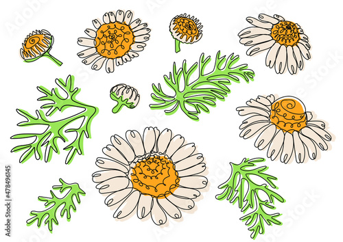 Chamomile. White daisy flowers. Different sorts of flower petal blossom and leaf. Vector illustration in line art style