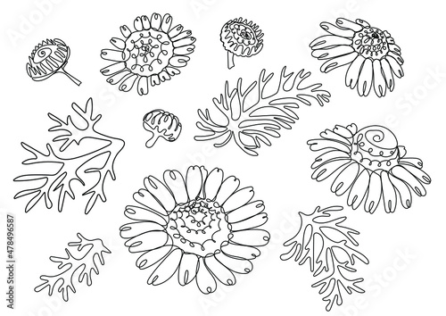 Chamomile. White daisy flowers. Different sorts of flower petal blossom and leaf. Vector illustration in line art style