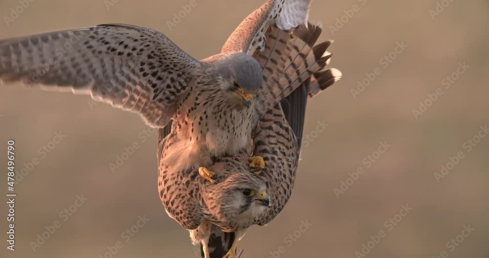 Pair of common kestrel, falco tinnunculus, copulating on a tree in mating season. Two wild birds having sex in spring nature. Close-up of breeding and courting animal behavior.