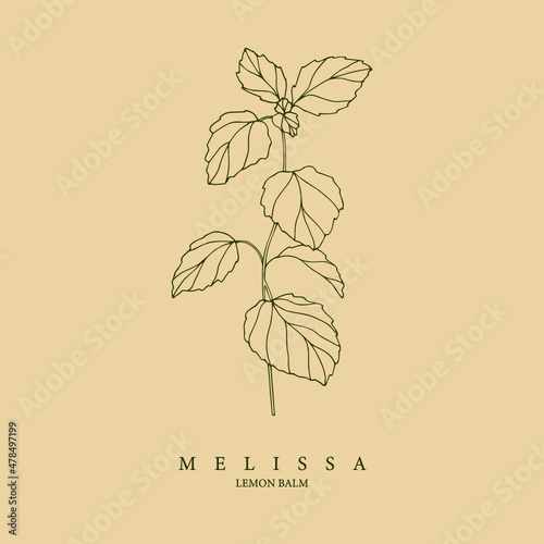 Melissa, lemon balm illustration. Botanical design