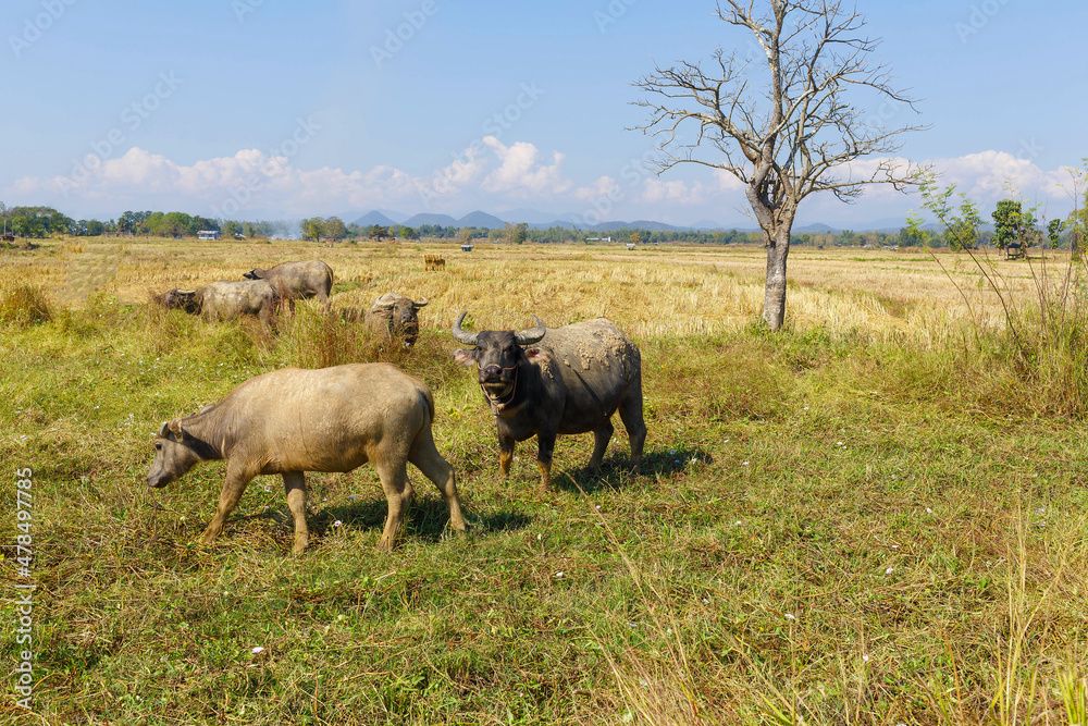 Many Thai buffaloes are eating grass in grass fields