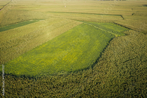 Aerial view of the maize and soybean field from drone