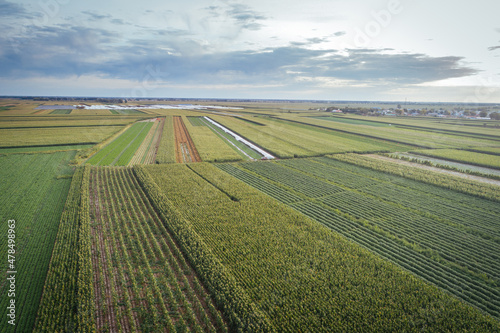 Aerial view of the maize and soybean field from drone