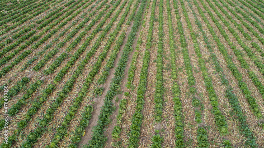 Aerial view of green agricultural field from drone Aerial view of green agricultural field from drone
