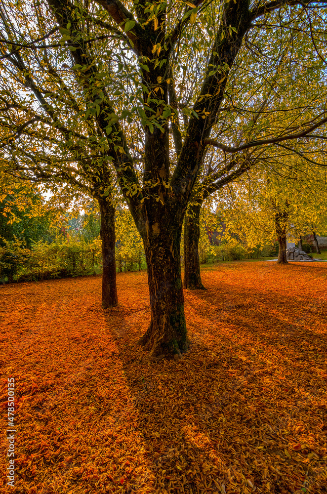 Naklejka premium ombre d'autunno