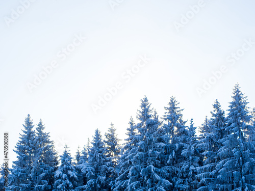 Winter forest on a frosty day  trees covered with snow