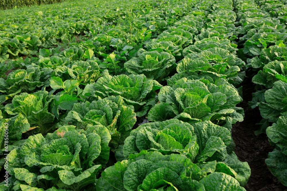 Chinese cabbage crops growing at field Chinese cabbage crops growing at field