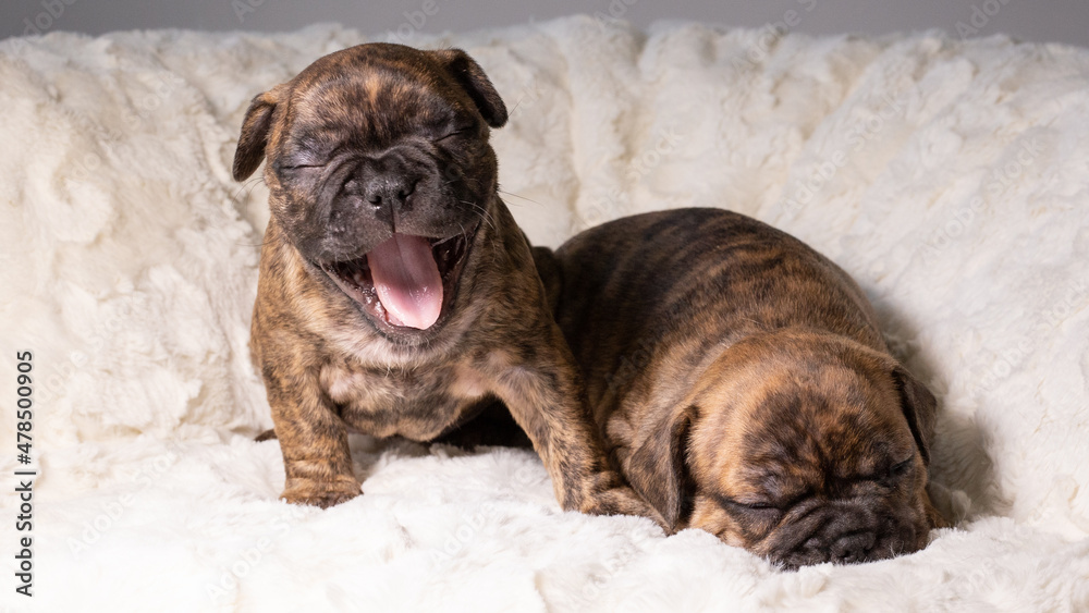 Obraz premium Französische Bulldogge - Welpen