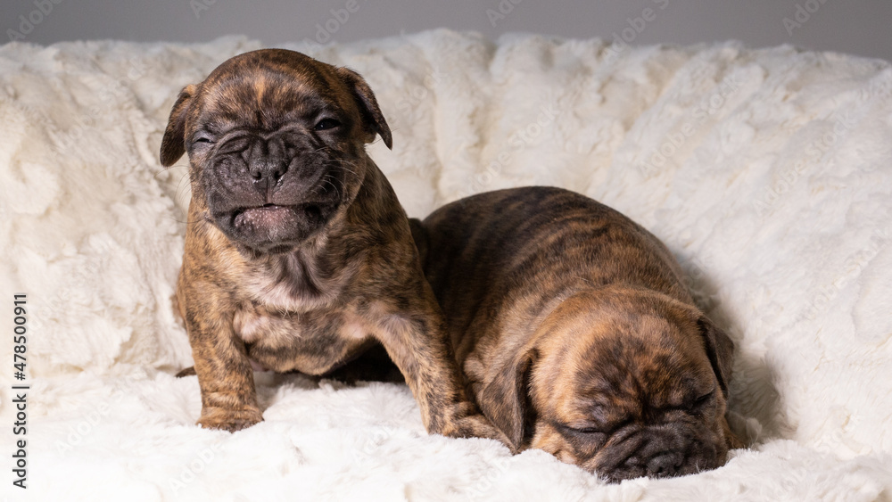 Obraz premium Französische Bulldogge - Welpen