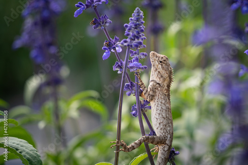 Close up chameleon (Chamaeleo calyptratus) on lavender flowers . Other common names include cone-head chameleon and Yemen chameleon.