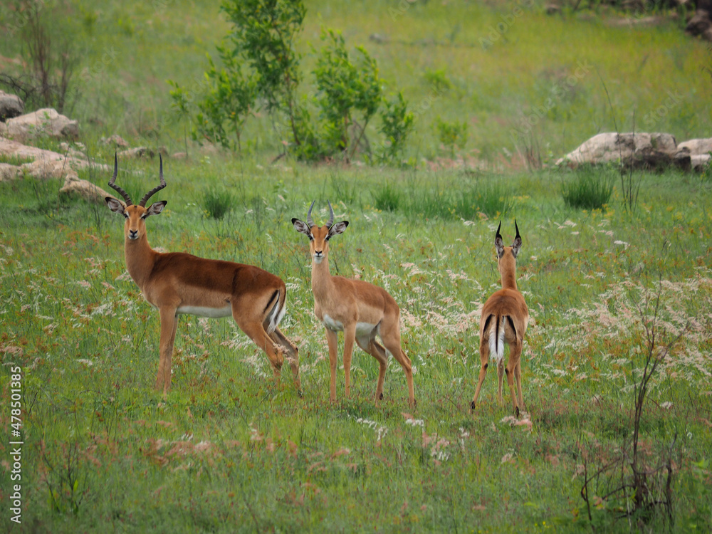 A mature male Kudu (Tragelaphus strepsiceros) in the African Veld with females in the background A mature male Kudu (Tragelaphus strepsiceros) in the African Veld with females in the background
