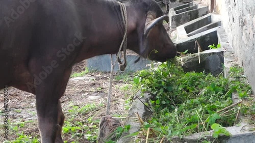 A close up video clip of domestic water buffalo in northern himalayan region in India eating grass. photo