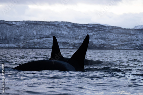 Orca - Killer whales © Kirsten Solgård