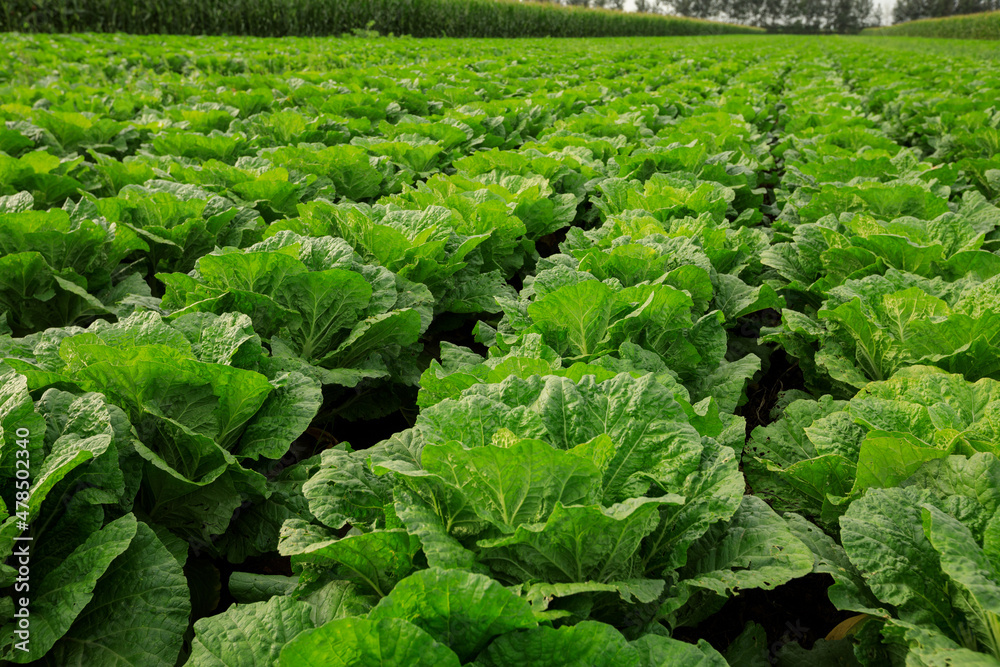Chinese cabbage crops growing at field Chinese cabbage crops growing at field