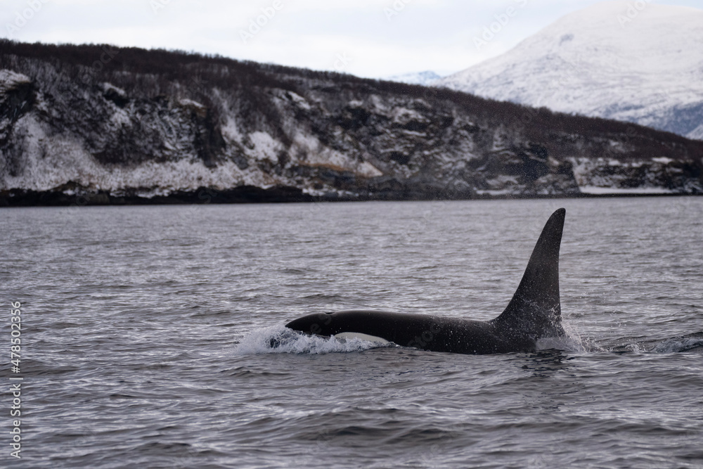 Fototapeta premium Orca / Killer whale